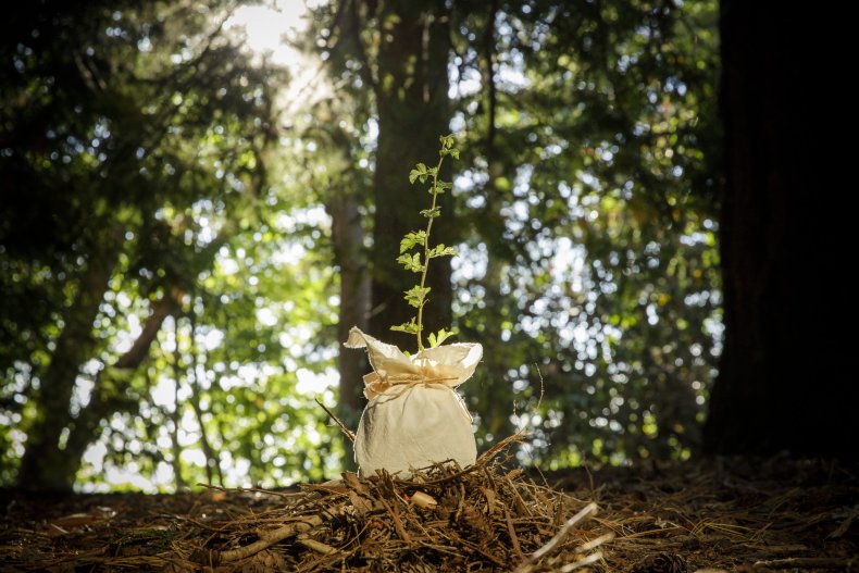Human Composting Allows Bodies To Become Soil