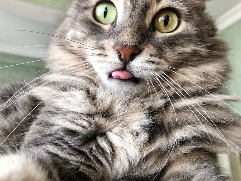 Cat with tongue out