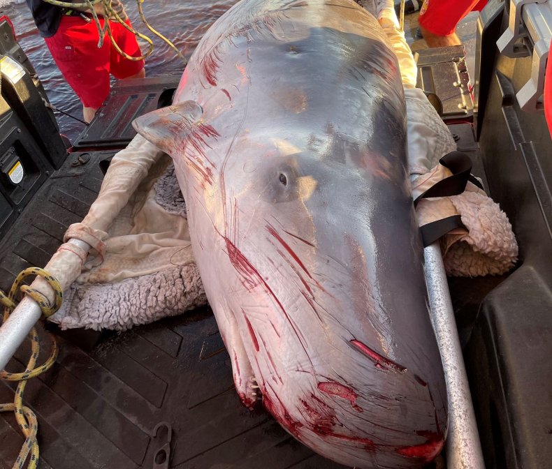 Sperm whale