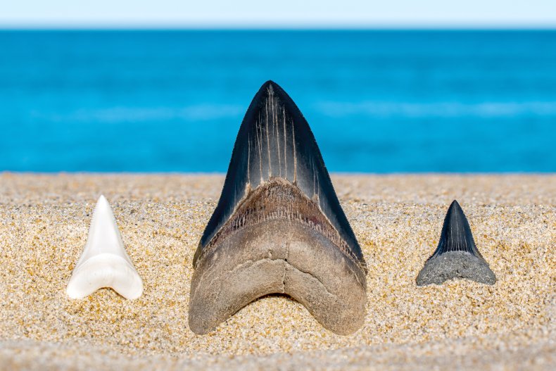 Stock image comparing shark and megalodon teeth