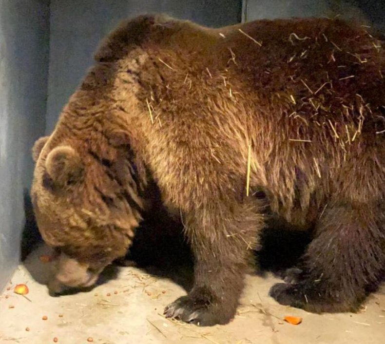 rescued bear