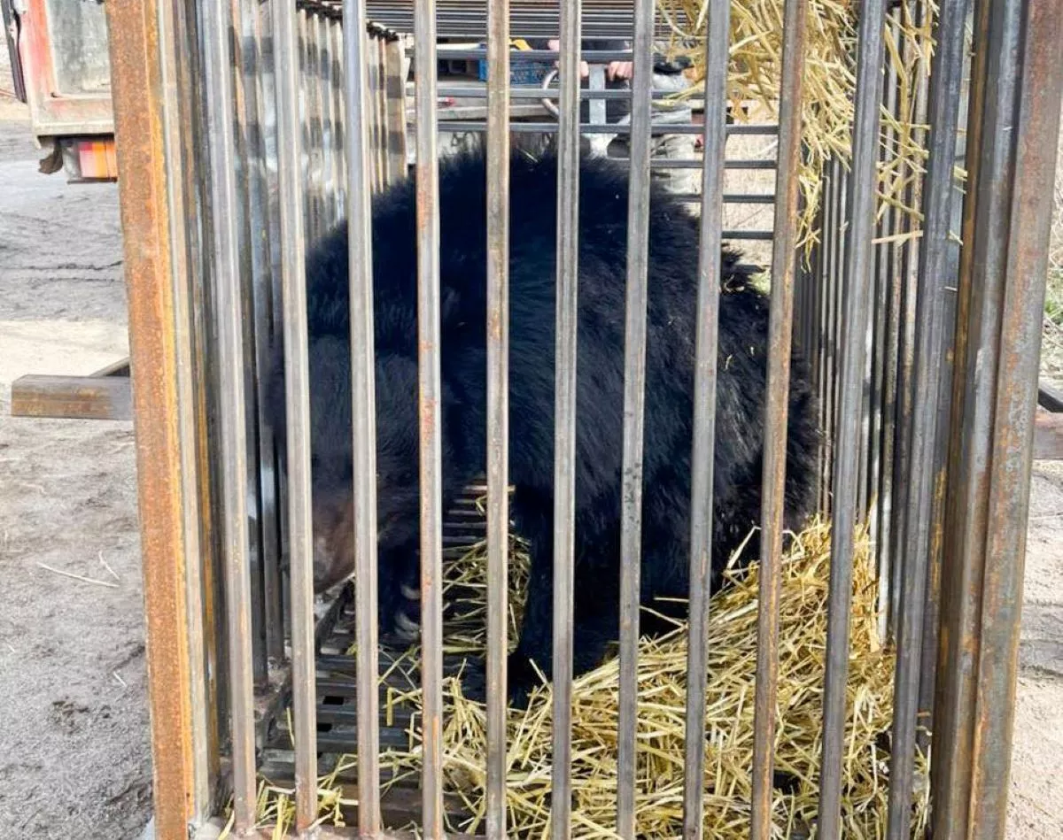 Bears Are Being Urgently Evacuated From Kyiv As Attacks on Ukraine Intensify - Vimarsana News