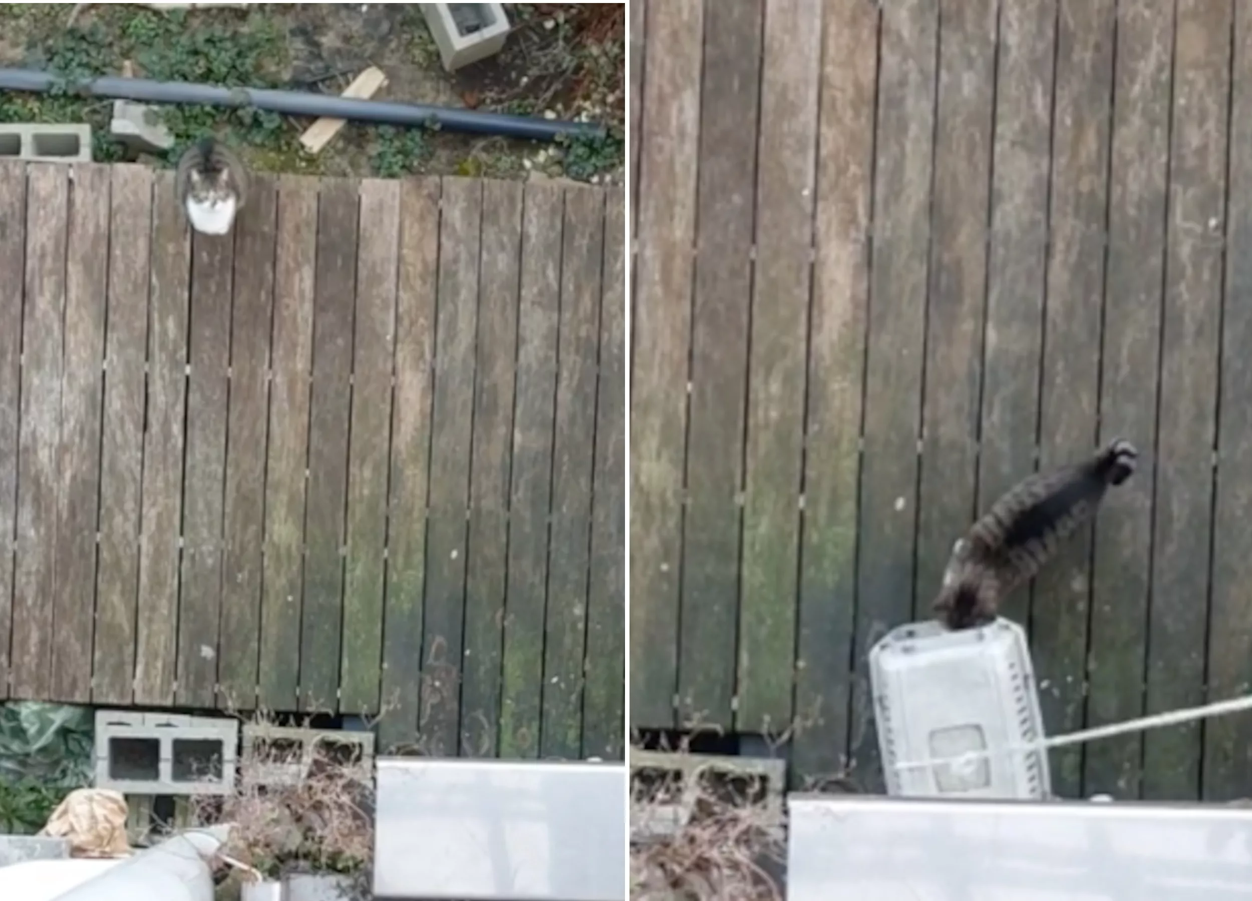 'Cat-evator': Feline's Custom Elevator System Delights the Internet - Vimarsana News