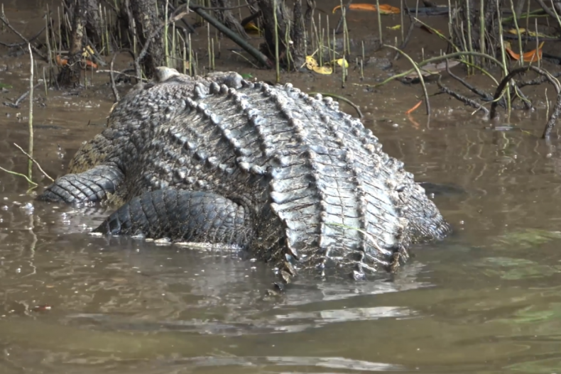 14.5-foot crocodile known as Scarface