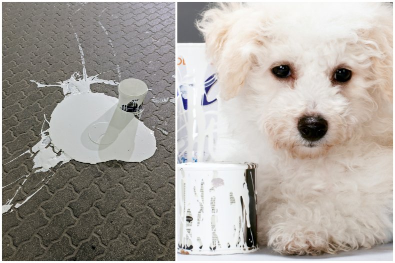 File photo of spilt paint and dog.