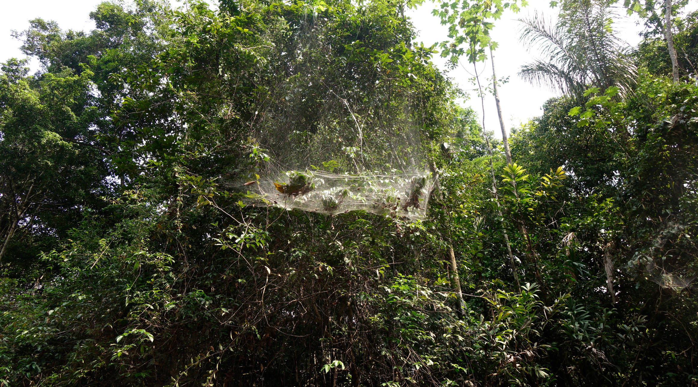 Spiders that hunt in groups synchronise their movement to catch prey