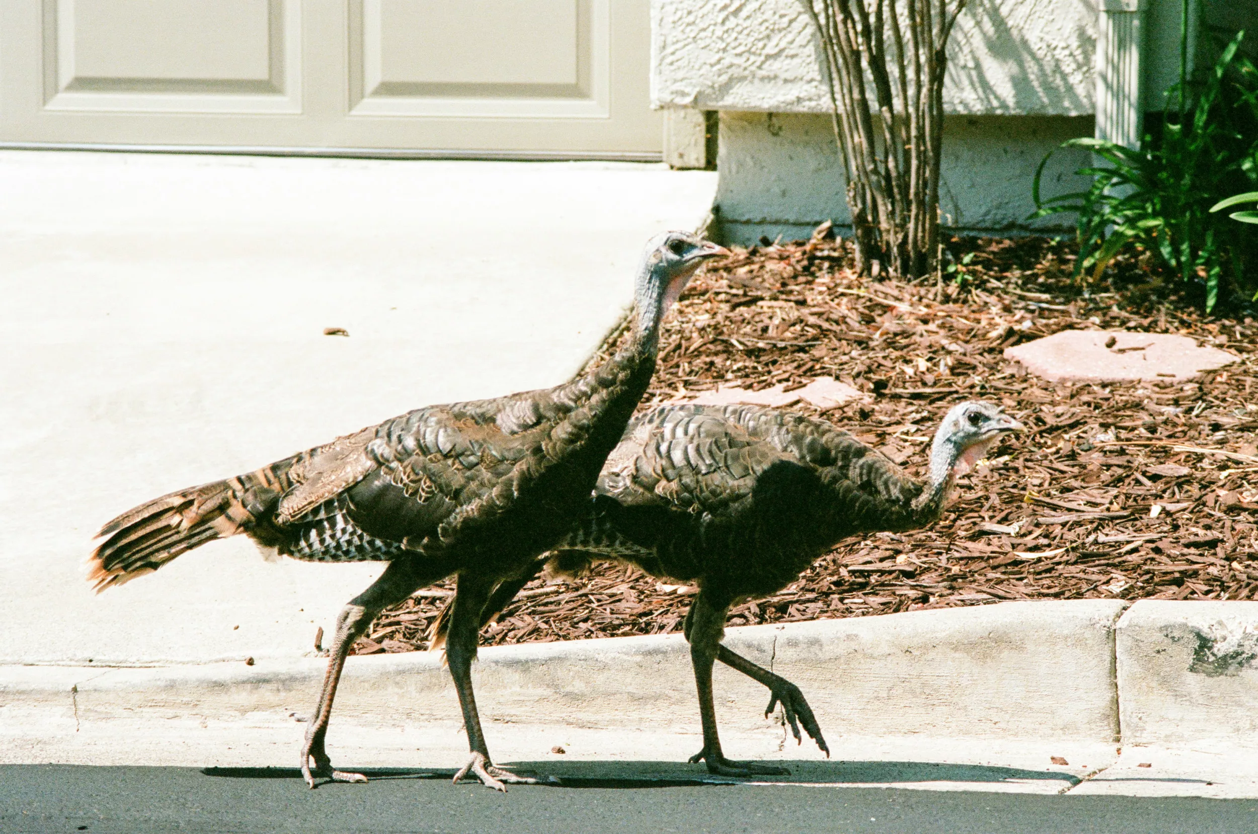 Mailman Claims Self-Defense After Beating Wild Turkey to Death - Vimarsana News