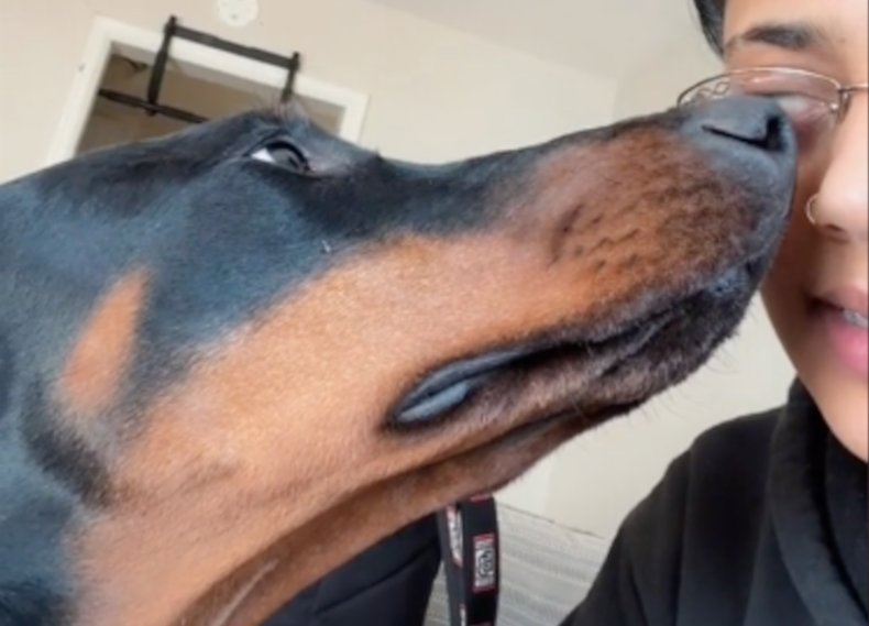 Doberman demands kisses