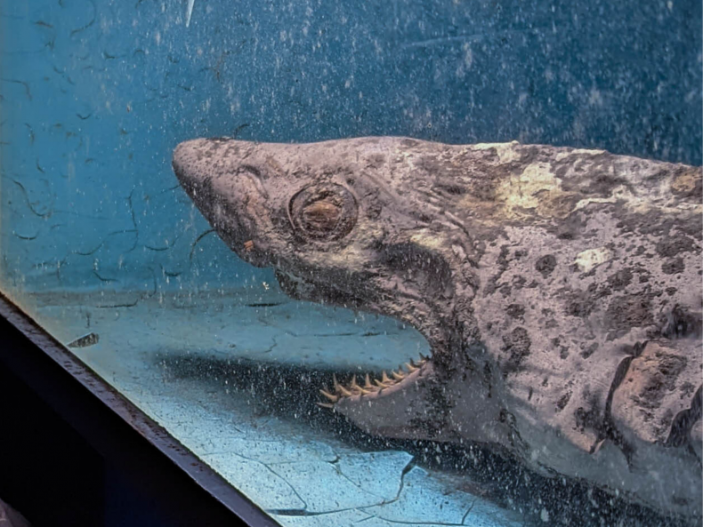 Decaying shark found in abandoned aquarium