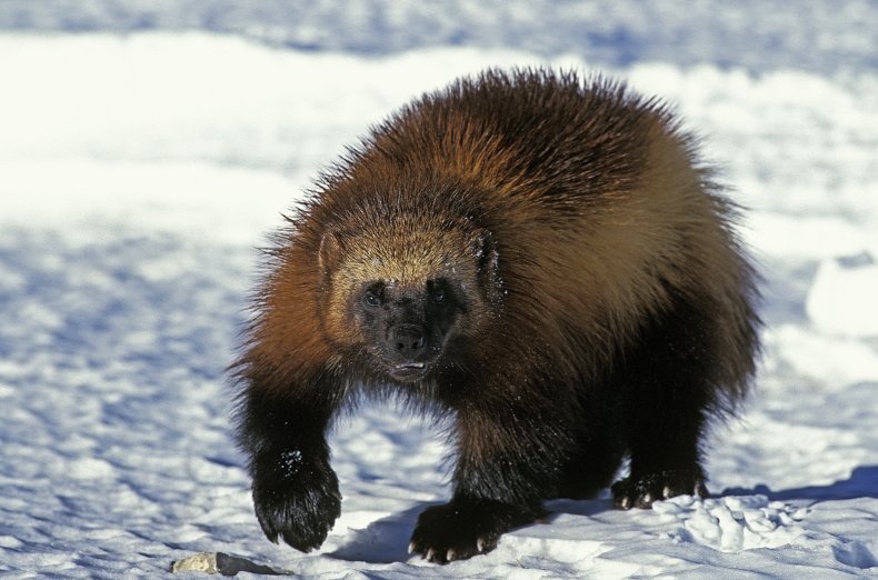 Stock image of a wolverine. 