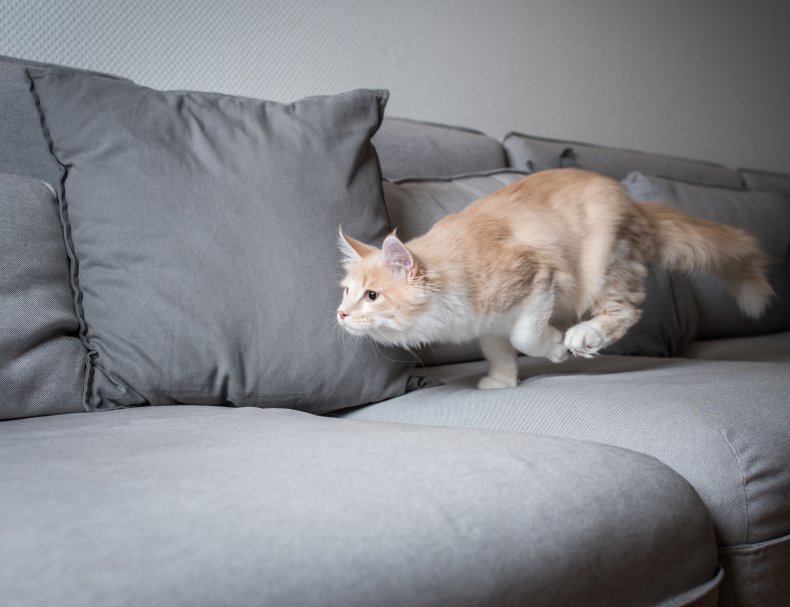 Cat running on sofa
