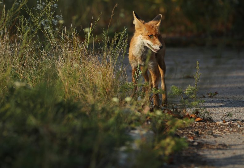 Fox