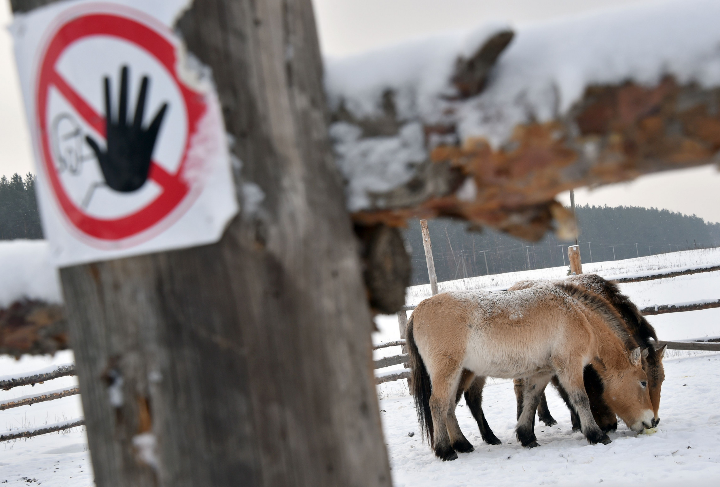 What Is Happening to Wildlife Inside the Chernobyl Exclusion Zone After  Russian Invasion?