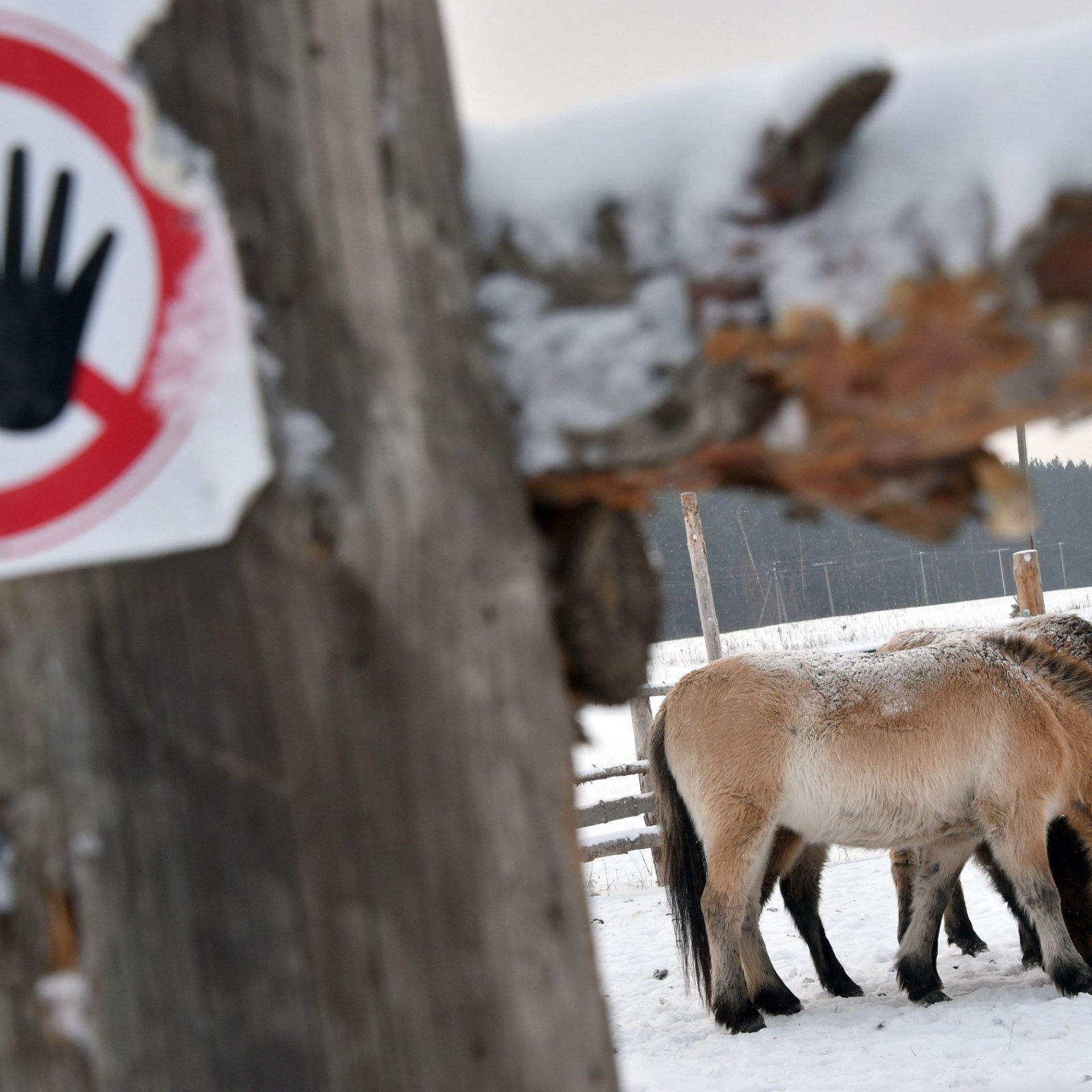 What Is Happening to Wildlife Inside the Chernobyl Exclusion Zone After  Russian Invasion?