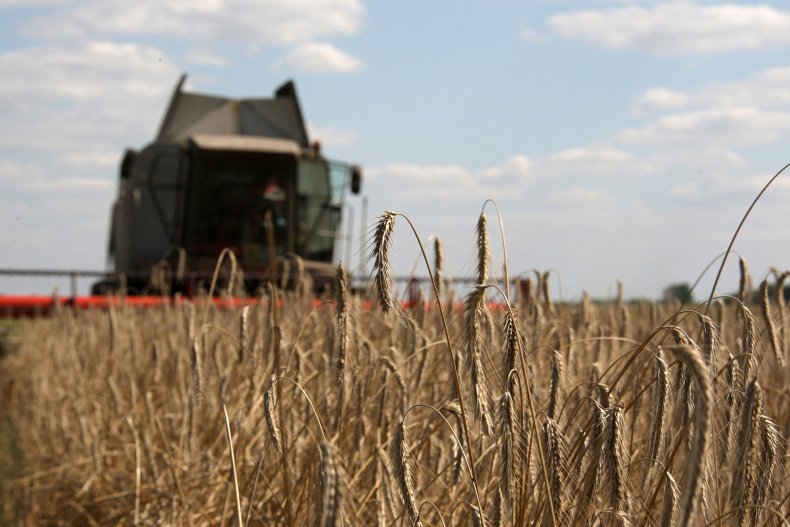 A wheat field in Ukraine