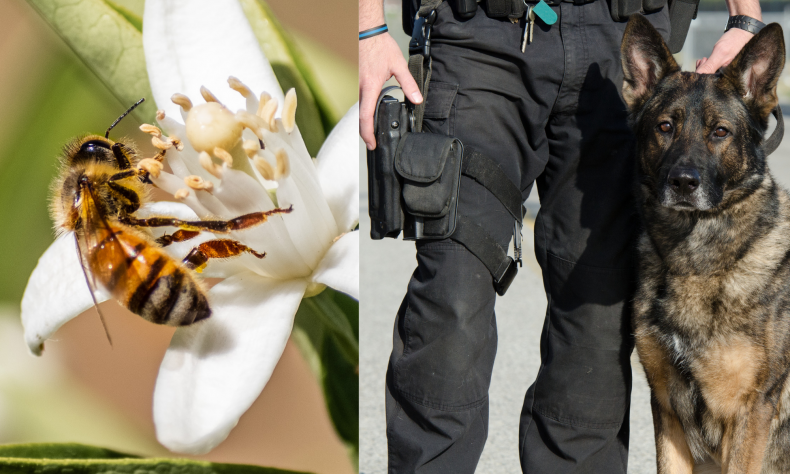 Bee and K9 Police Officer