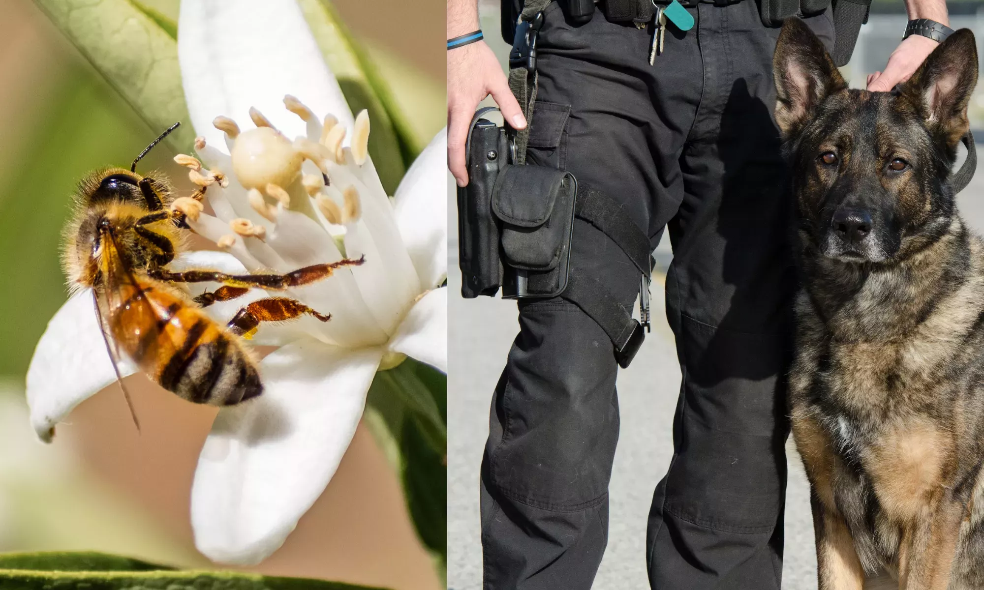 Bee Sting Caused Pennsylvania K9 Police Officer to Suffer Heart Attack and Brain Injury - Vimarsana News