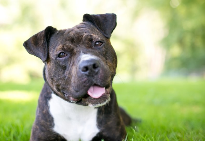 Woman Breaks Into Animal Shelter to Take Back Dog Before It's Euthanized Woman Breaks Into Animal Shelter to Take Back Dog Before It's Euthanized