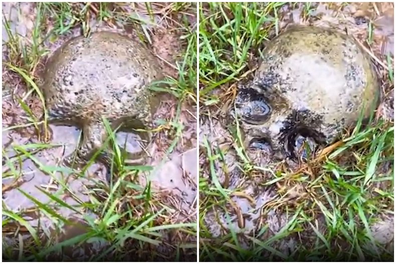 Skull shapes in Hoffman's yard.