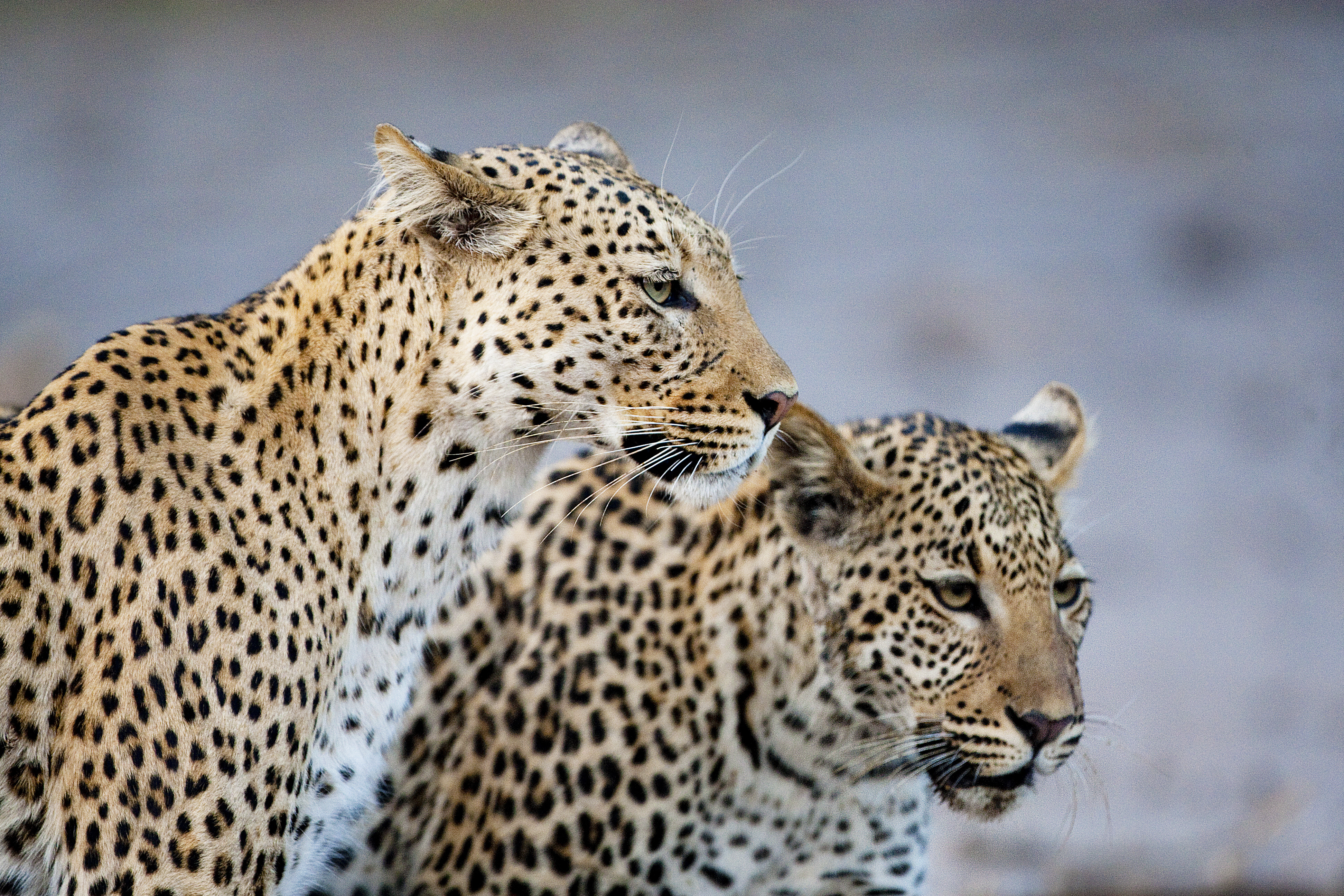 Watch Male and Female Leopard Show Intense Affection in
