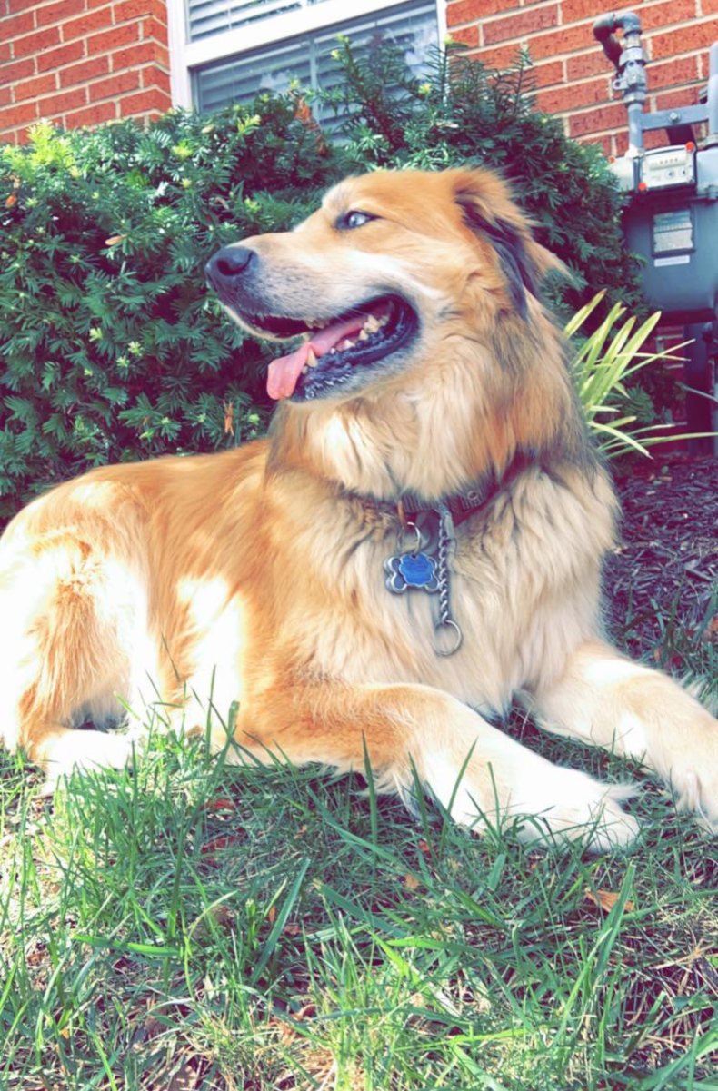 Bleu the dog