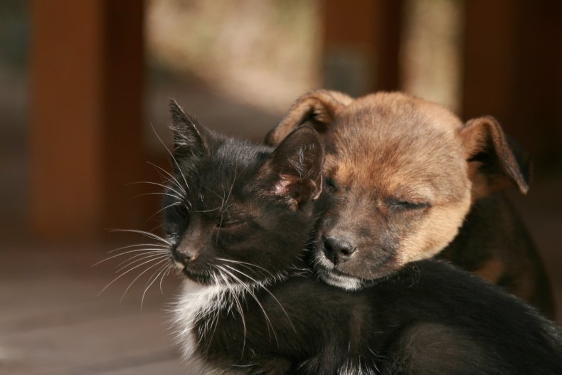 File photo of cat and puppy. 