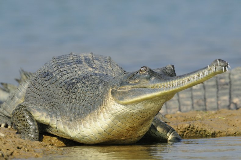 Stock image of a Gharial crocodile