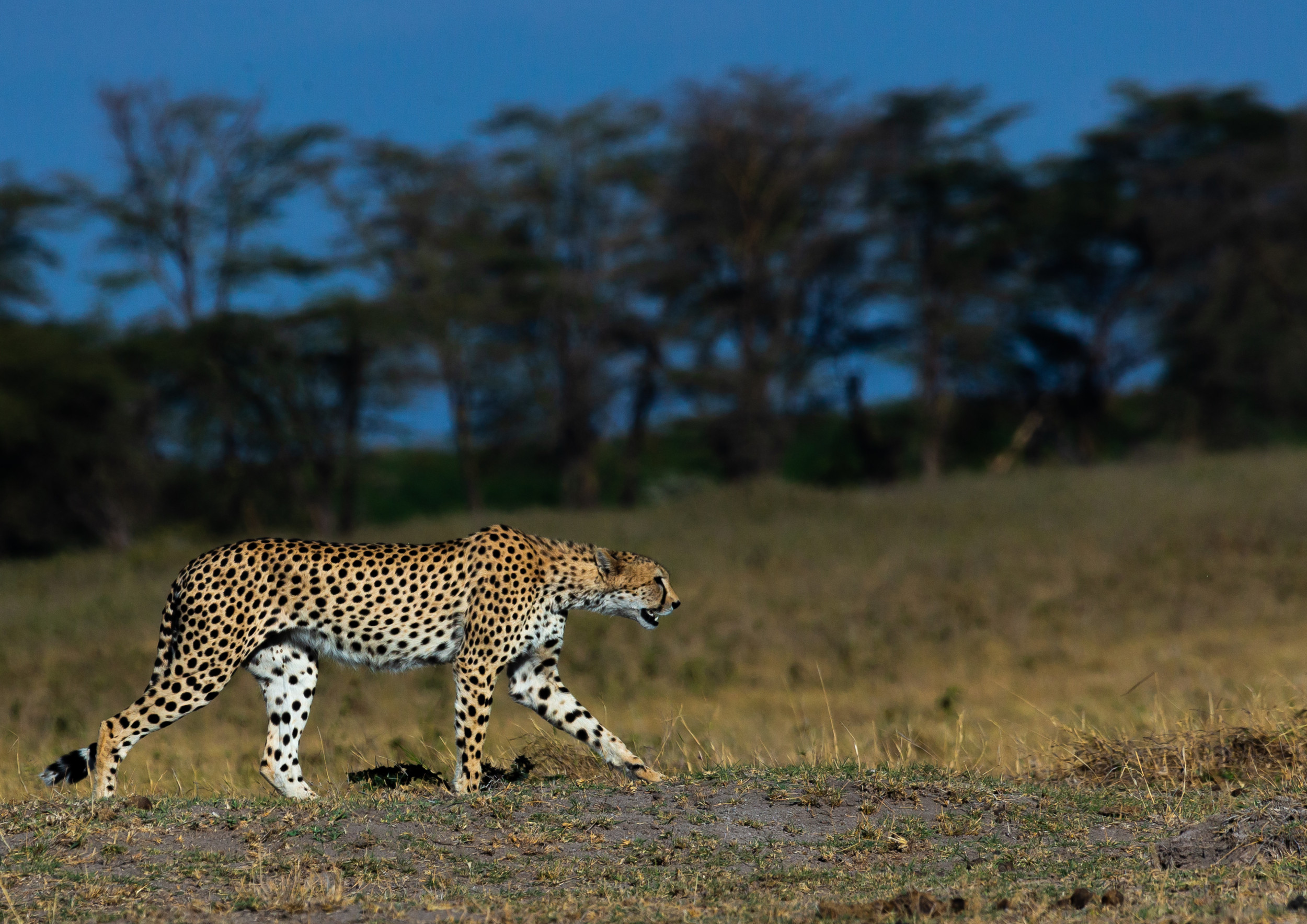 Cats Gonna Cat': Viral Video Shows Moment Cheetah Hops Into Safari Vehicle