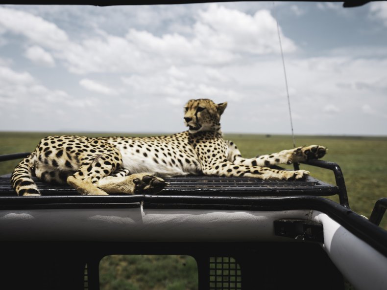 Cheetah on Jeep