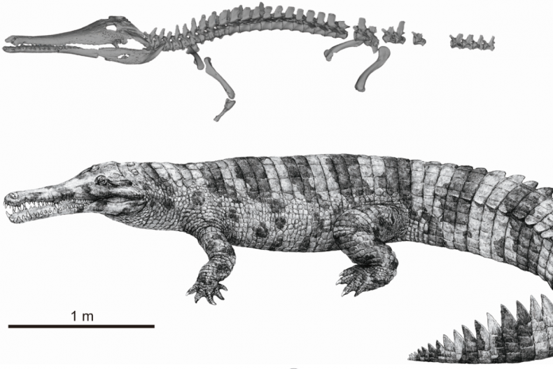 Skeleton and artist restoration of Hanyusuchus 