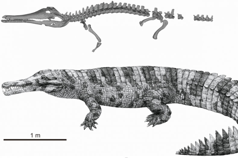 Skeleton and artist restoration of Hanyusuchus