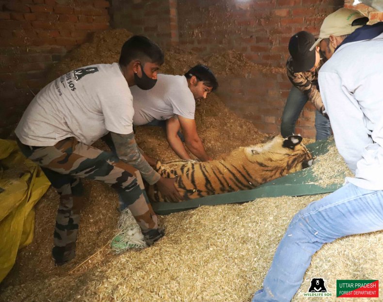 Tiger