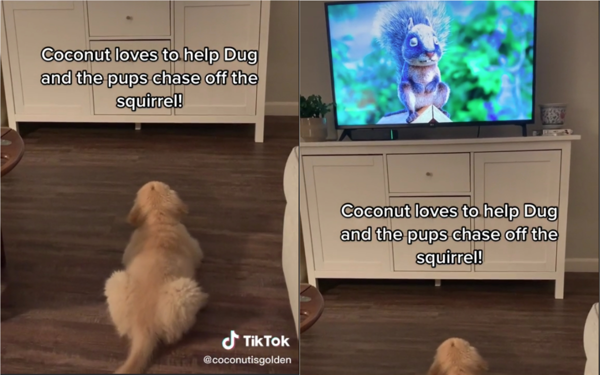 Videos for 2025 puppies to watch