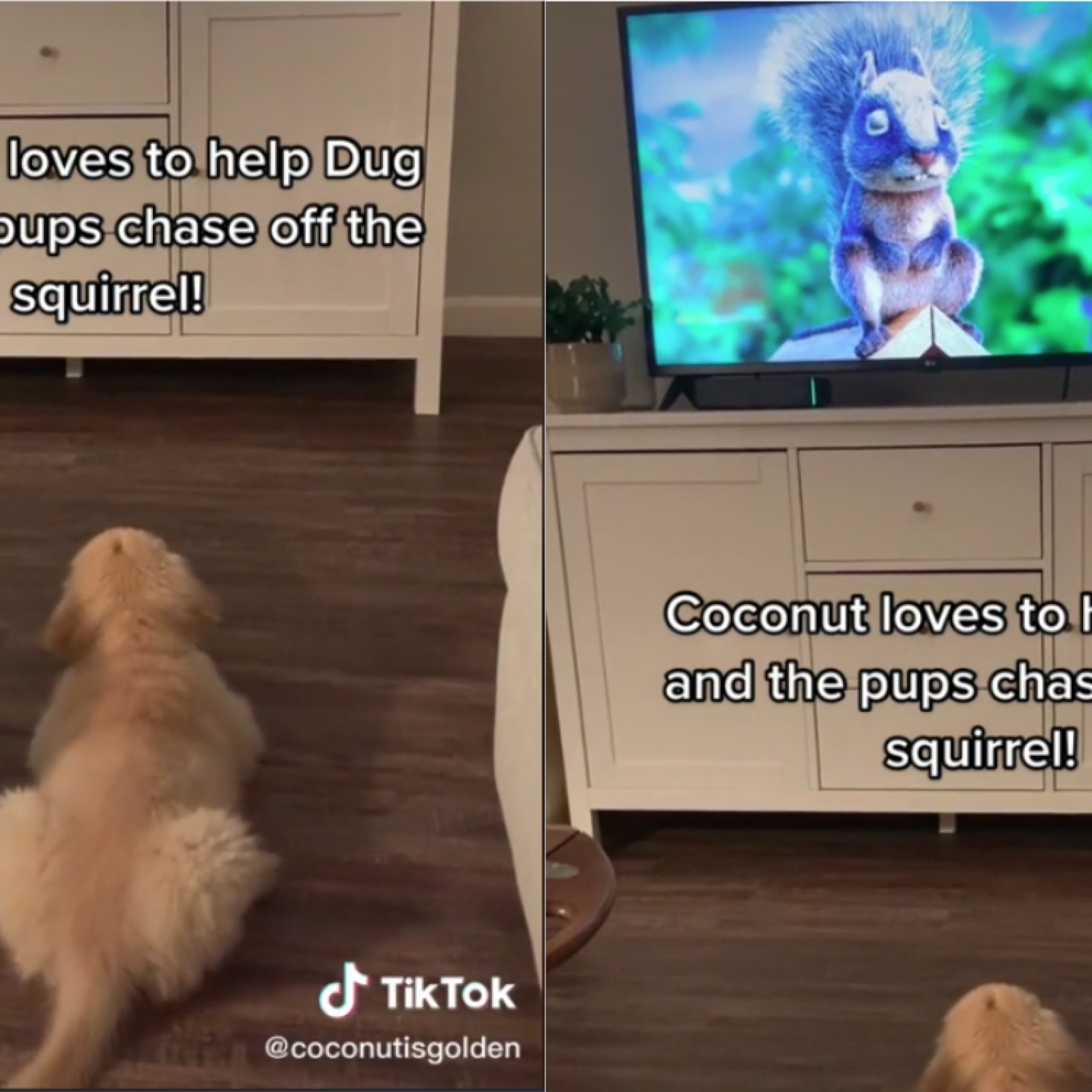 Puppy Helps Cartoon Dog 'Chase Off' Squirrel on TV in Adorable Video