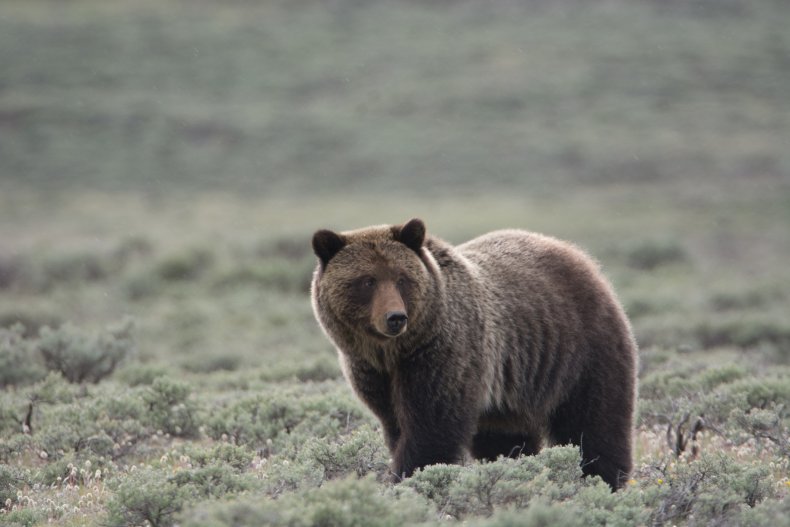 Stock image of grizzly bear in Yellowstone