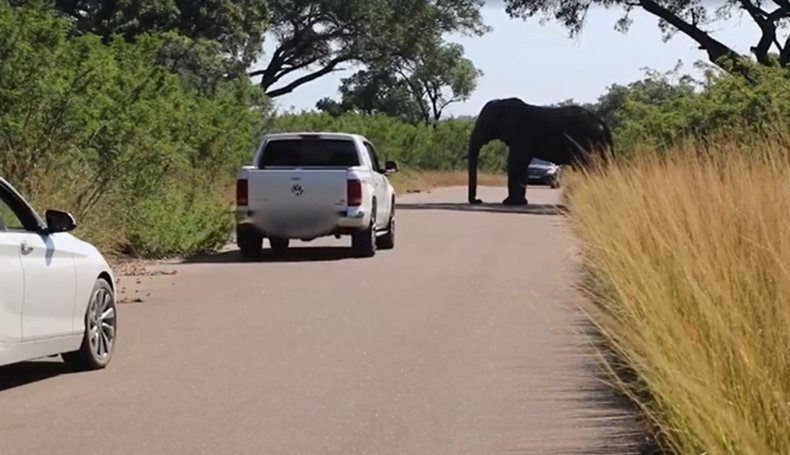Elephant vs car 