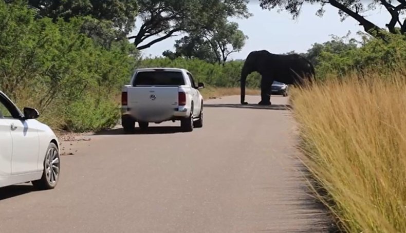 Elephant vs car