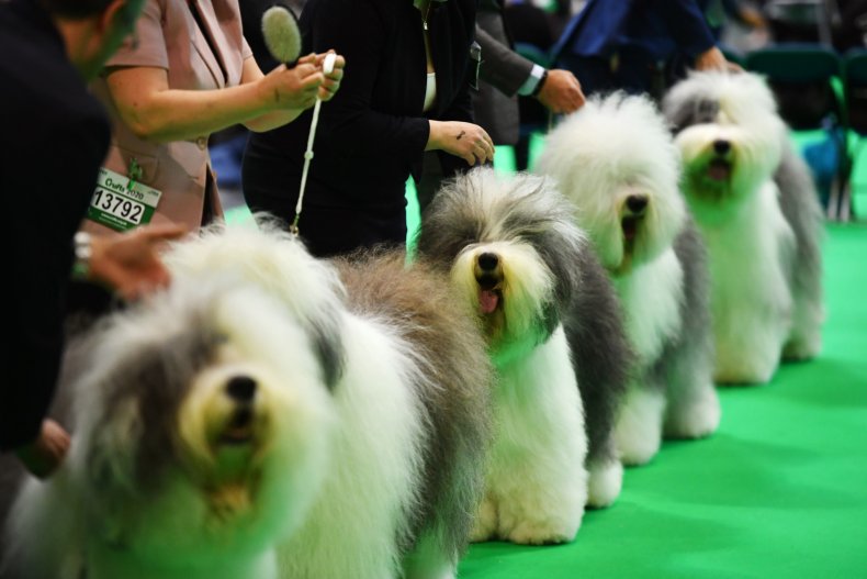 Old English Sheepdogs are judged at Crufts