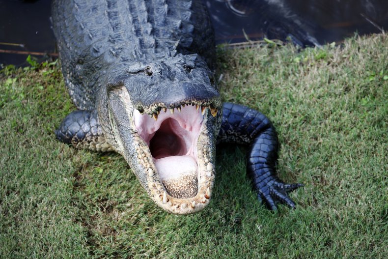 Tripod alligator