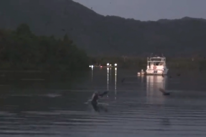 Saltwater croc catches bat mid-flight