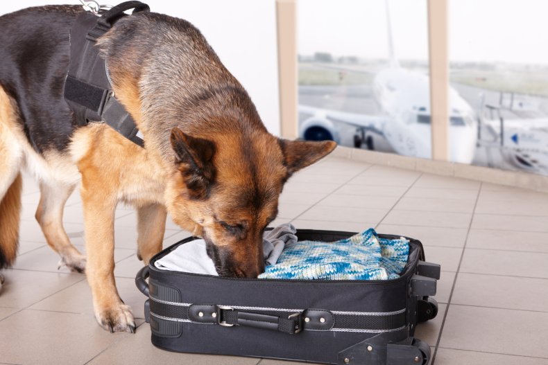 Dog smelling suitcase