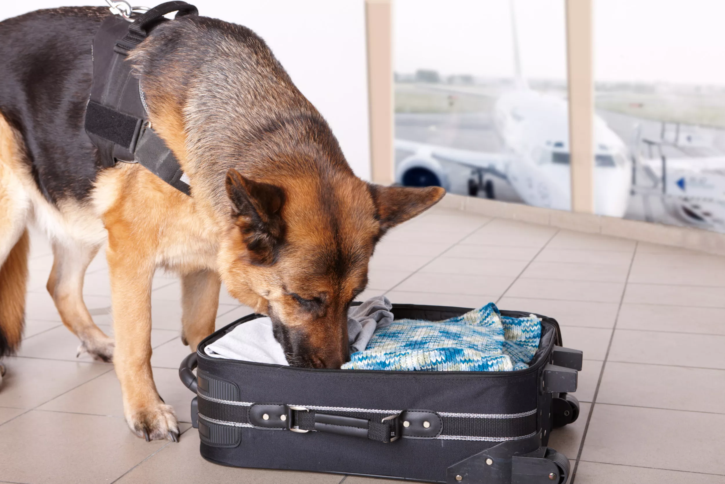 Retiring TSA Dog Gets Surprise of His Life in Resurfaced Viral Clip - Vimarsana News