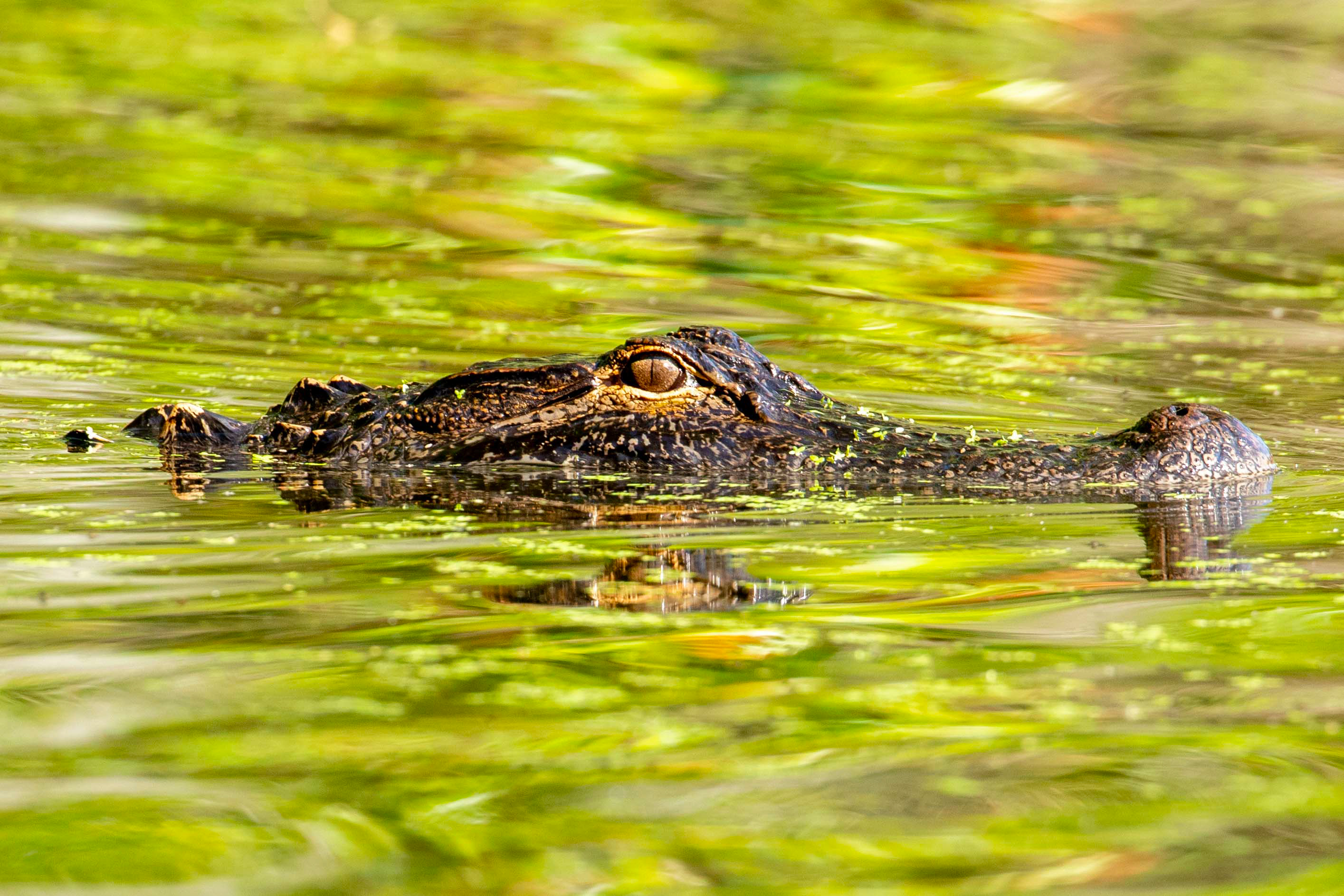 Weeki wachee river alligators