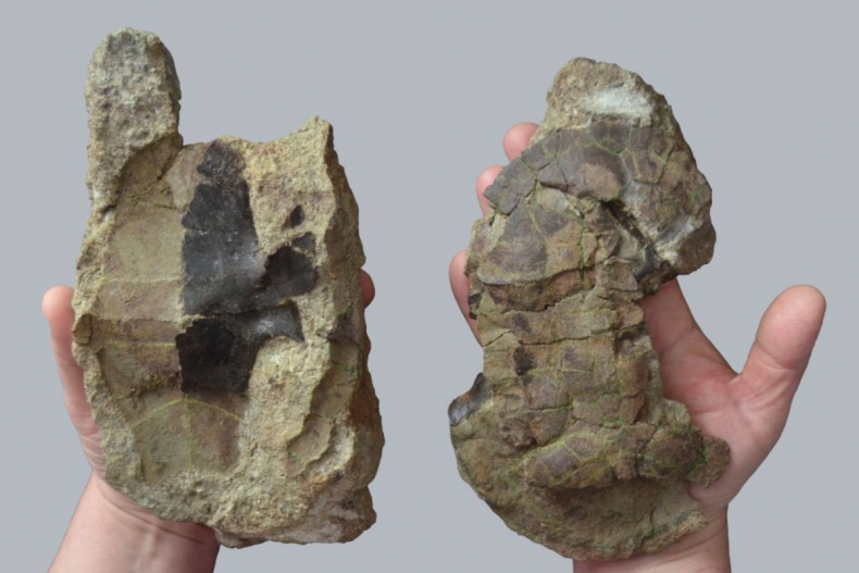 Dortoka vremiri samples found in Romania