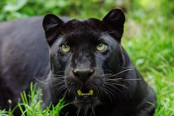 Man in Ukraine Has Been Living in His Basement With a Jaguar and Panther for 2 Weeks Man in Ukraine Has Been Living in His Basement With a Jaguar and Panther for 2 Weeks