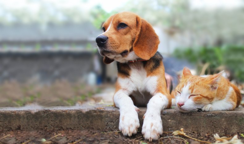 Beagle dog and brown cat lying together 