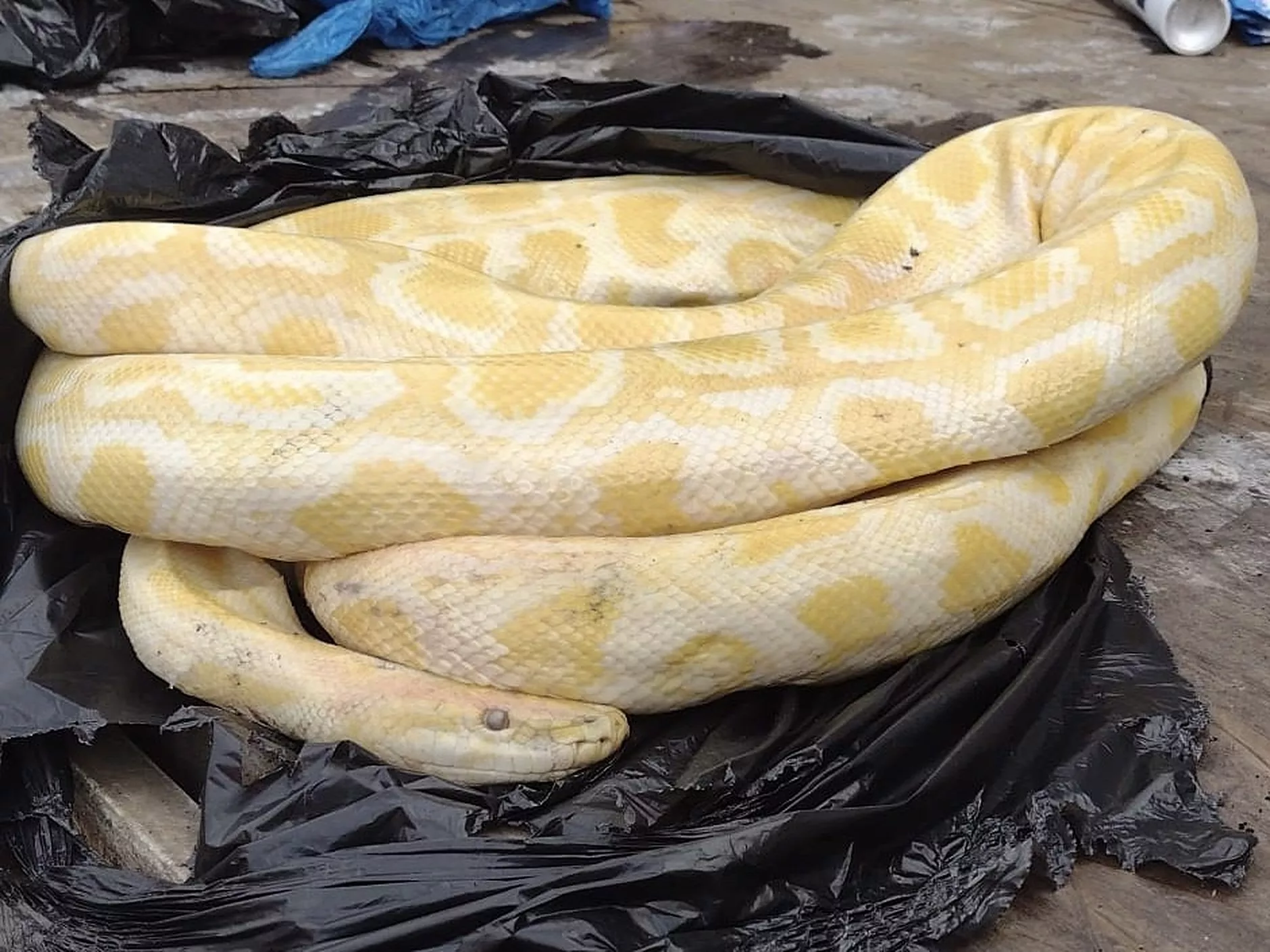 Street Cleaners Find 10-Foot Pet Python Dumped in Trash Bags - Vimarsana News