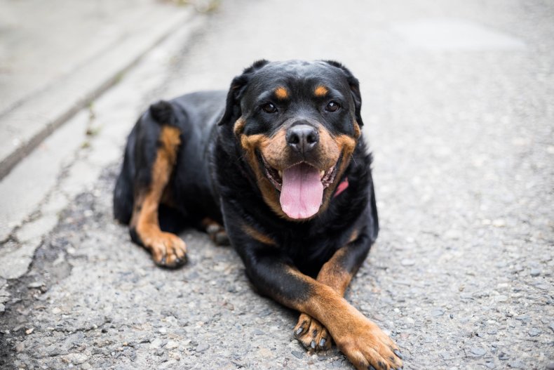 Stock image of a Rottweiler dog 