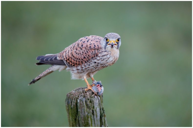 Stock image of kestrel