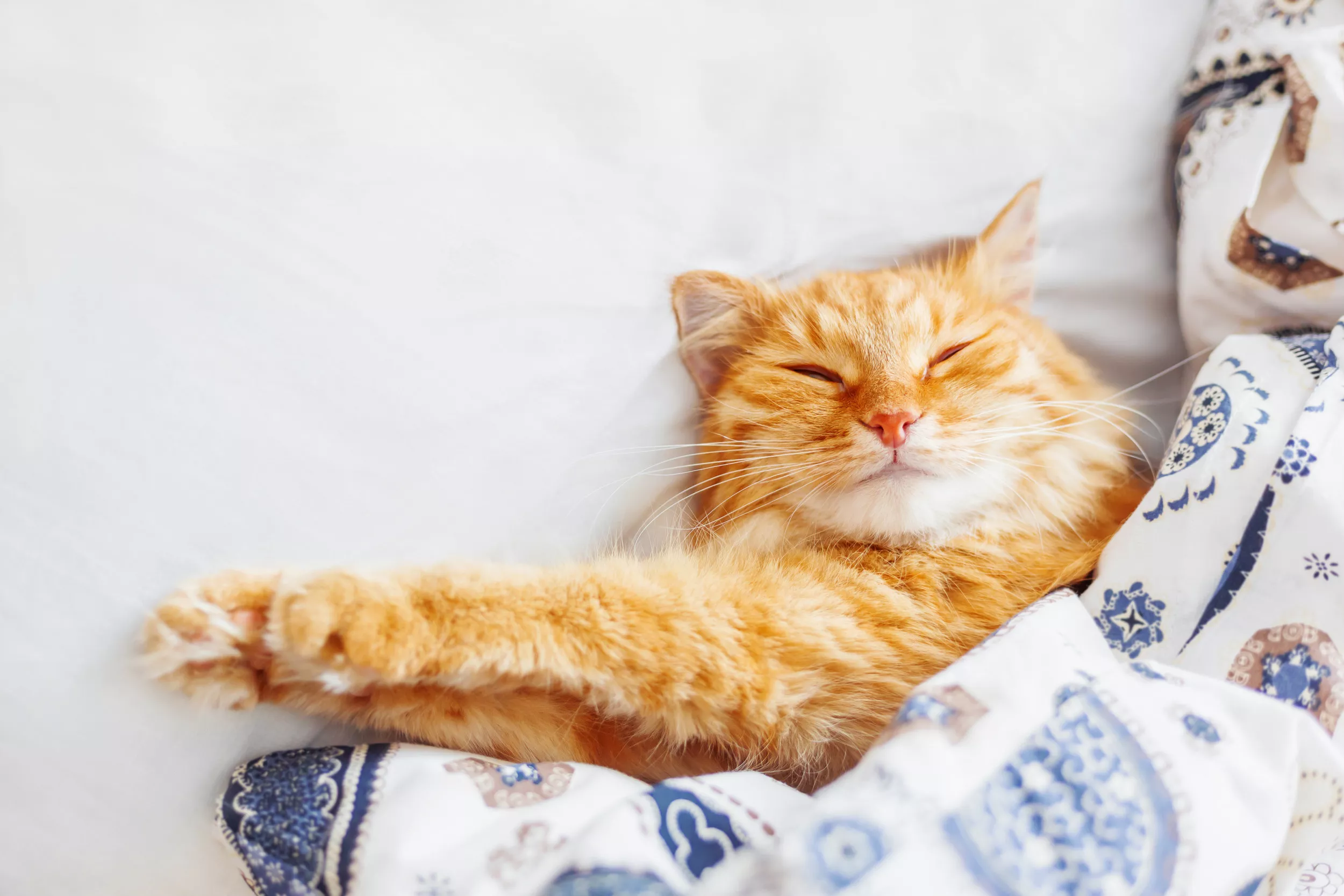 Sleeping Cat in Man's Robe Delights Internet in Viral Photo: 'So Adorable' - Vimarsana News